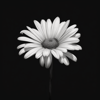 Thumbnail for A Single White Daisy