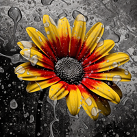 Thumbnail for Mesmerizing Flower And Raindrops