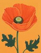 A Perfect Poppy