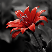 Thumbnail for Featuring A Mesmerizing Red Flower