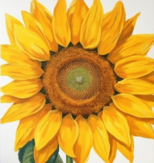 An Up Close Sunflower