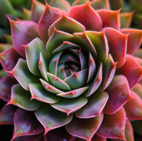 Thumbnail for Pretty Pink Succulent In Bloom