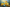 Yellow Poppies And Shades Of Blue