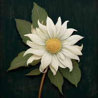 Thumbnail for A Single White Pretty Flower