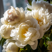 Thumbnail for Soft White Peonies In Warm Light